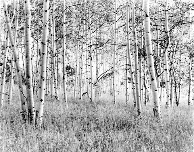 Aspens near Snowmass Colorado, 2000